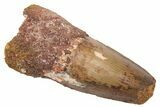 Fossil Spinosaurus Tooth - Real Dinosaur Tooth #235861-1